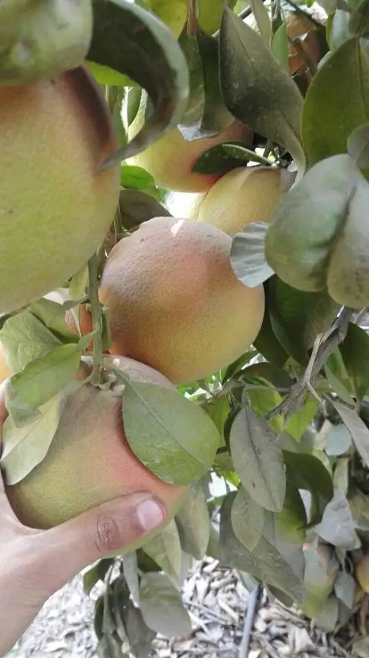 Fresh grape fruit, Red/White Grape fruit from Egypt , ready to export from our farms season 2020