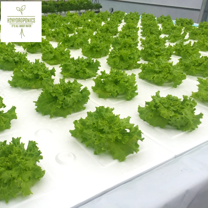 H2hybrid hydroponic NFT aeroponics and aquaponic growing systems