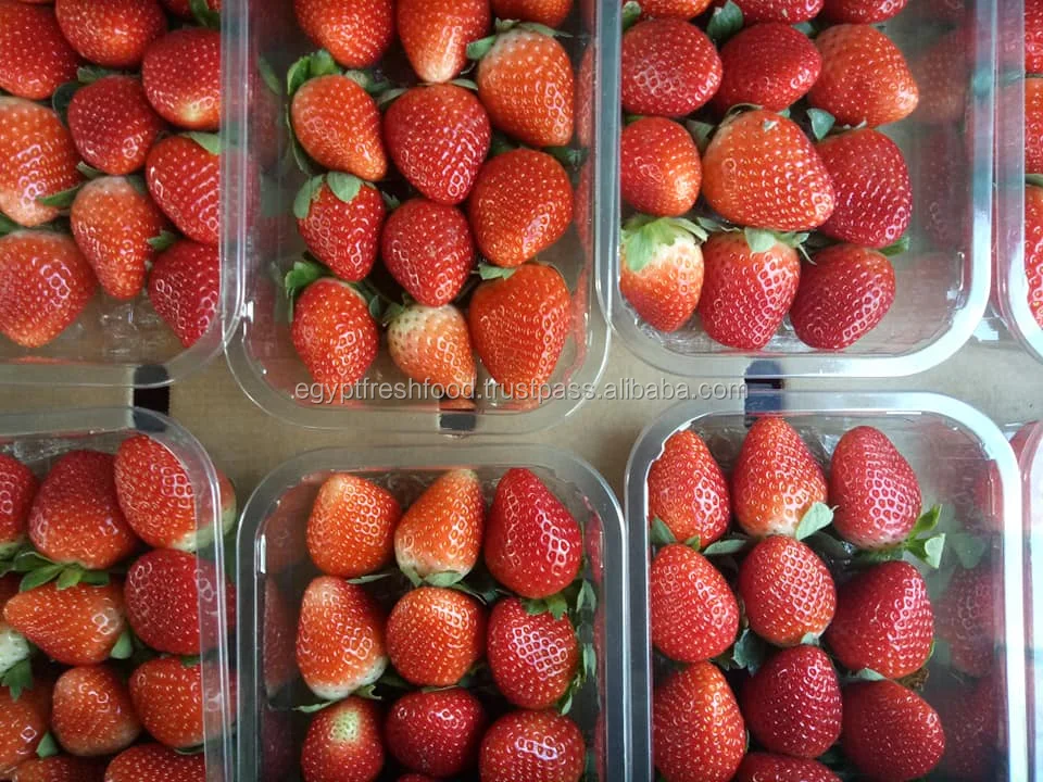 
Fresh strawberry Wholesale price 2019 , strawberry fruit best quality and price ready to export from Egypt 