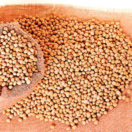 Agriculture Soya Beans Fast Delivery Soybeans SBDM For Human Consumption From Canada Soy Beans Packing In Bulk
