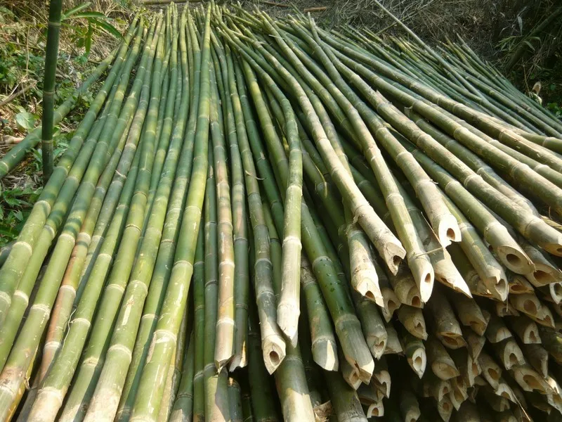 Bamboo pole for building, bamboo poles best quality (Whatsapp: 84 845639639 -  Ms Holiday )