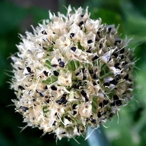 Семена лука TEXAS GRANO