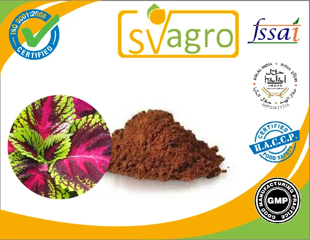 Top quality Coleus Forskohli Extract Coleus forskolin colforsin makandi maohouqiaoruihua pashanabhedi
