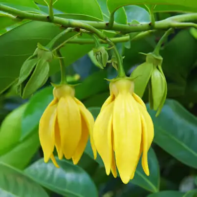 Fresh Pure Original Ylang Ylang Oil