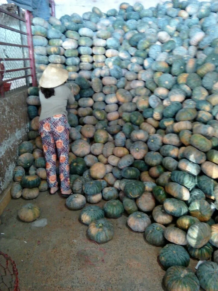 Fresh Pumpkin With The Best Quality