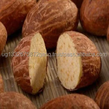 Premium Quality bitter kola (garcinia nut)/ Bitter kola nuts