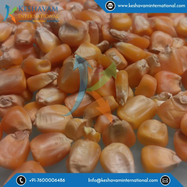 Organic Corn Seed/Bird Feed Corn Available at Wholesale Price
