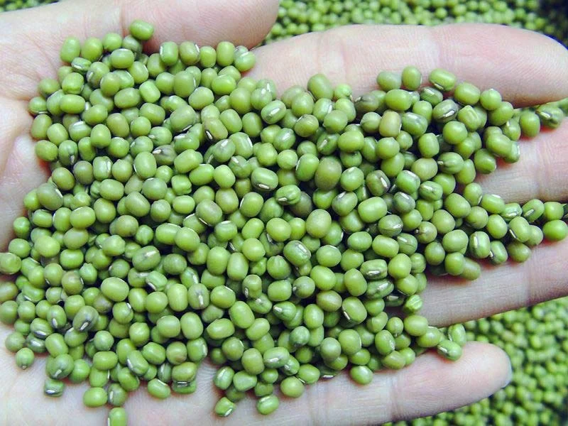 High Quality Green Mung Beans,Mung Beans,Mung Bean Peeling Machine Ready to Export