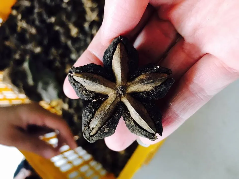 Оптовый продавец необжаренного масла SACHA INCHI NUT и SACHI INCA INCHI по самой низкой цене/Hana 0084 901 006 904