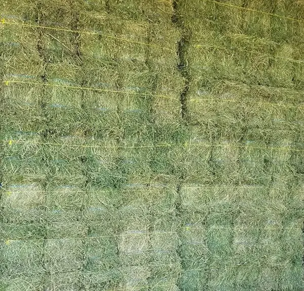 Lucerne Bales (Alfalfa Hay), Timothy Hay Bales , Oats Hay