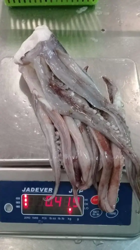 Giant Squid Tentacles with suckers