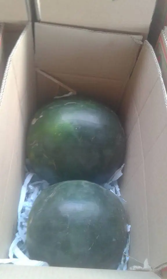 
Fresh watermelons for sale , ready to export from egypt , watermelon fruit 