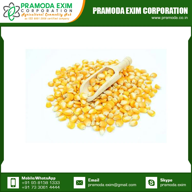 
A Grade Yellow Maize Corn Supplier in India 