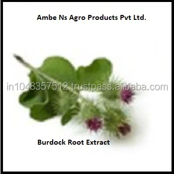 Hot Sale Burdock Root Extract For India Best supplier