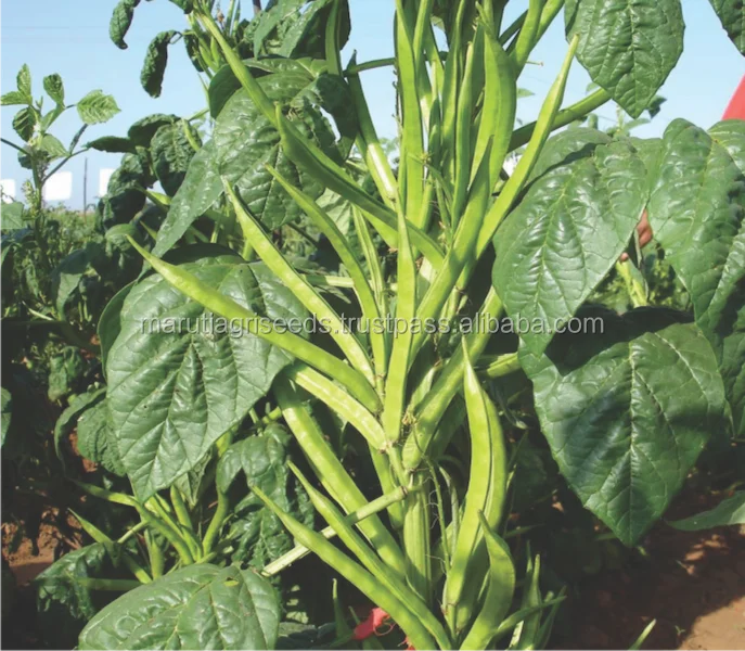 Exprter Гибридный guvar семена для Канарские острова,