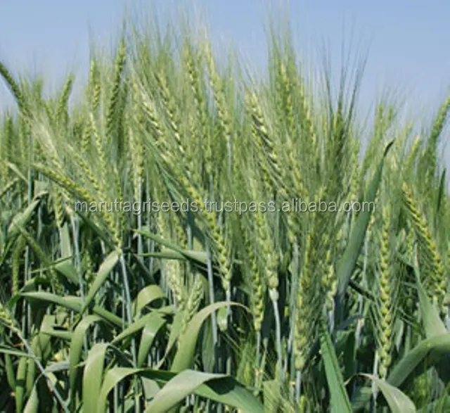 
Indian Export Prices Of Barley Seeds For Poland 