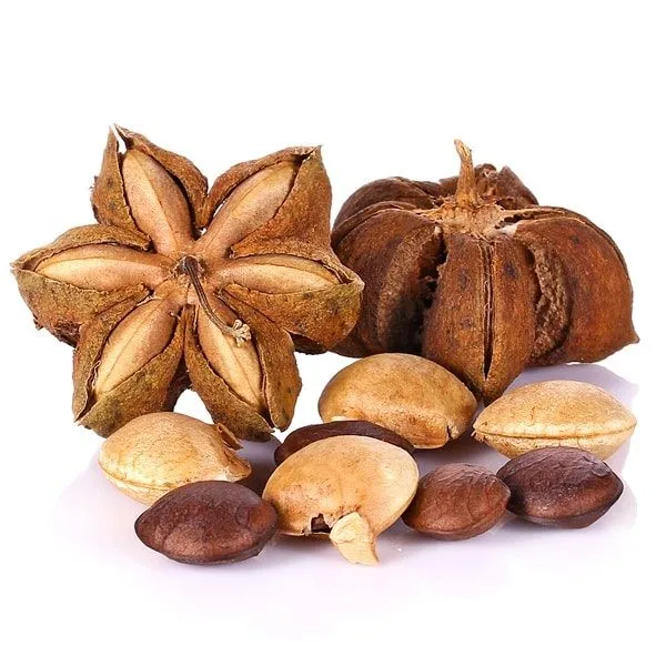 SACHA INCHI NUT INCA NUTS Ms Sophie WhatsApp 0084 901 022 641