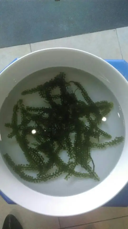 Dried Sea Grape With Competitive Price From Vietnam