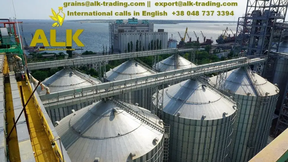 Barley for animal feeding / Ukrainian feed barley in bulk for export