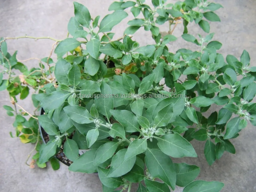 
Withania capsules for Anti-Cancer 