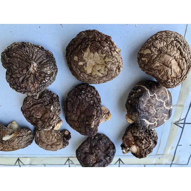 Japanese organic dried shiitake mushroom 1kg with small and mind size
