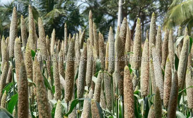 Good Quality Of Bajara Seeds For Zimbabwe