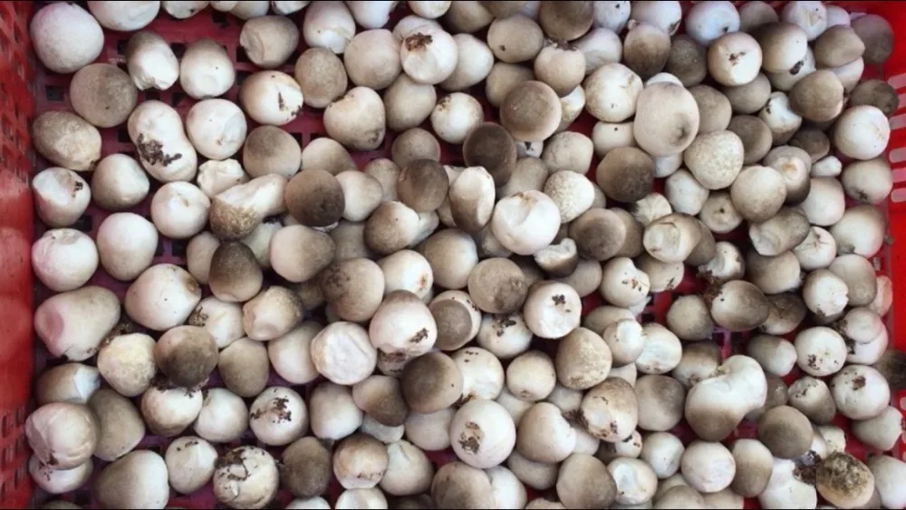 MUSHROOM IN CAN AND DRUM BEST PRICE