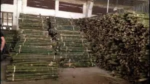 Bamboo pole for building, bamboo poles best quality (Whatsapp: 84 845639639 -  Ms Holiday )