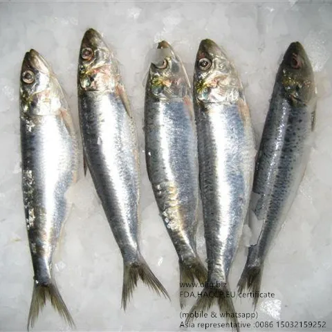 frozen sardine