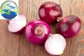 Wholesale fresh onion for sale/ Export fresh onion