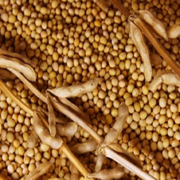 Soya Bean Meal for sale