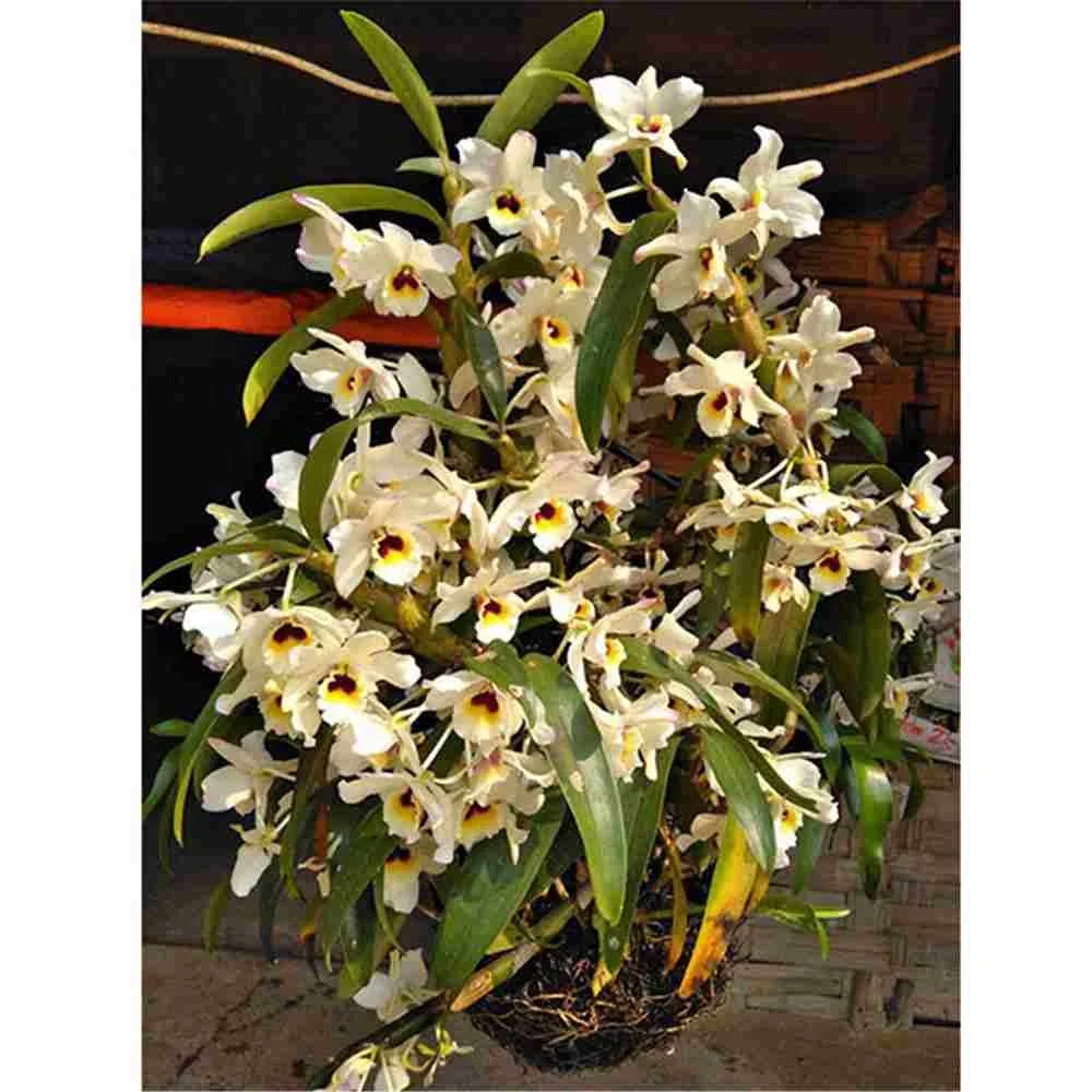 2019 cheapest fresh cut flower fresh flower preserved fresh flower