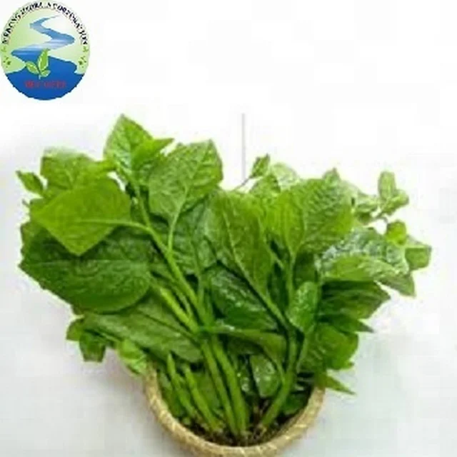 Malabar spinach vegetables (Global GAP)