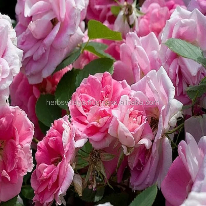 GMP ISO Certified Natural Bulgarian Rose Oil for Aromatherapy Cosmetics Spa Aroma Diffusers Purpose