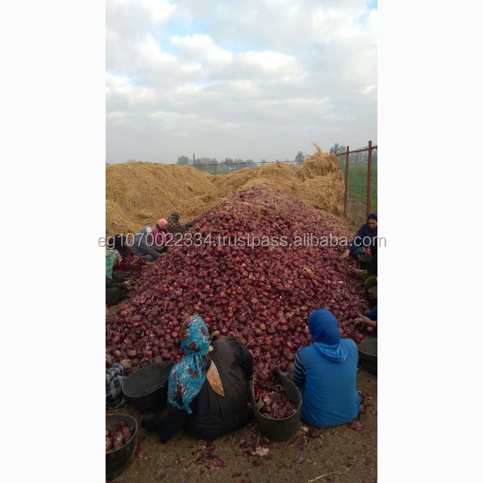 fresh red ONION , yellow onion , Egypt onion to Turkey