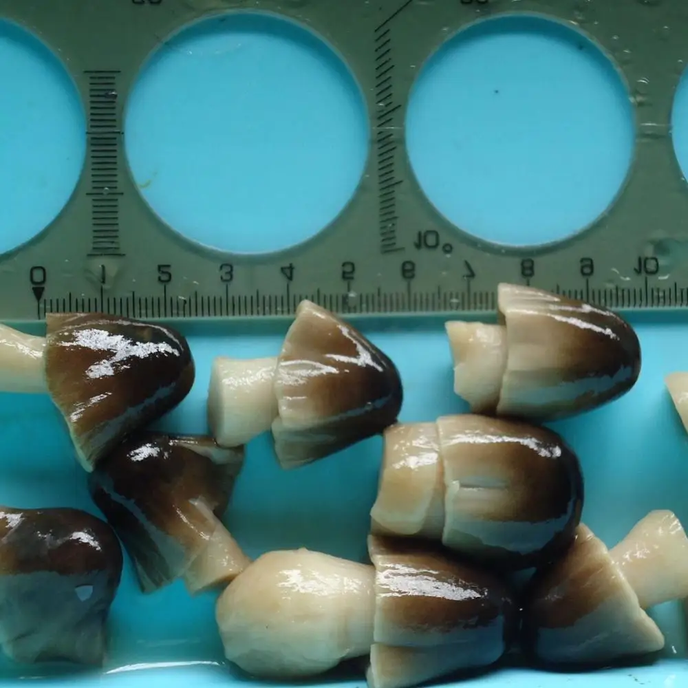 Straw mushroom canned best taste from Vietnam +84 845 639 639