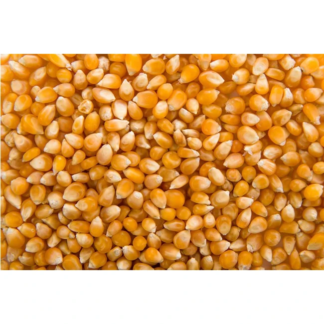 
Best Quality Yellow Corn Maize Supply in Bulk 