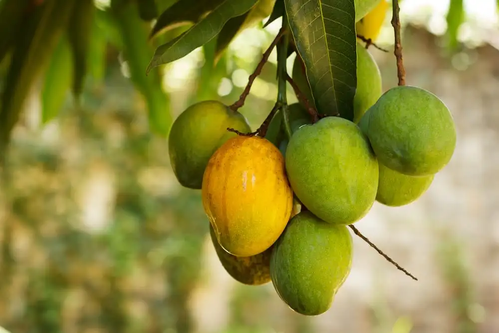 wholesale frozen mango/ mango fruit from viet nam