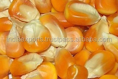 
Cattle Feed Yellow Maize 