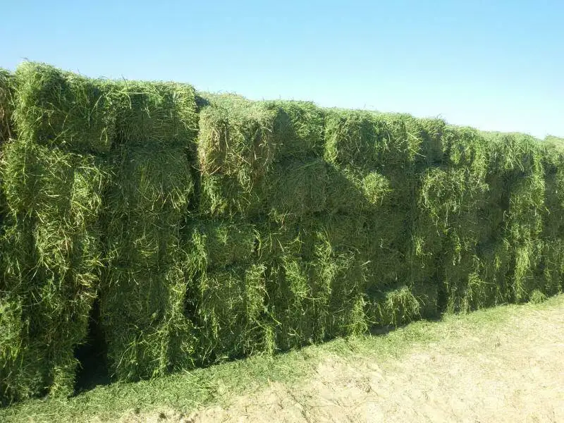 Alfalfa Hay , High quality , fresh crop