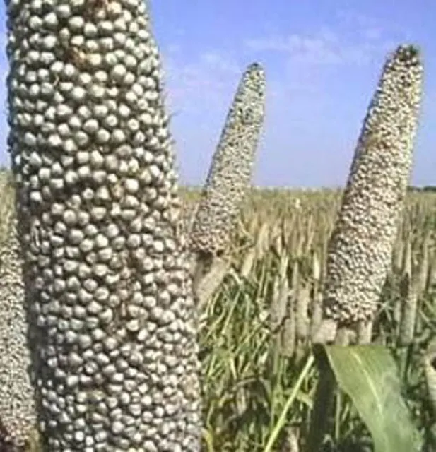 Good Quality Of Bajara Seeds For Zimbabwe