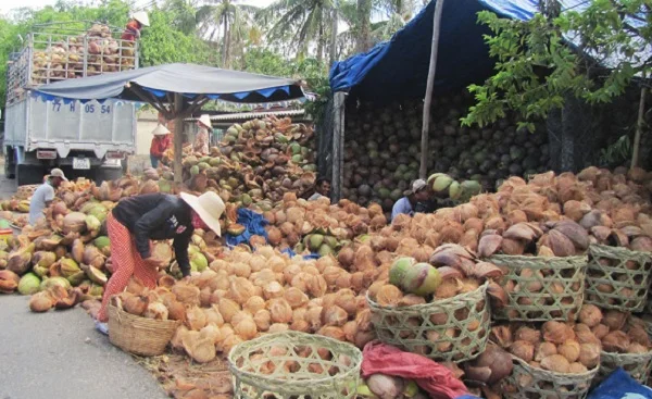 
DRIED SEMI HUSKED COCONUT FROM VIETNAM/MATURE FULLY DE-HUSKED COCONUT SEASON 2019 