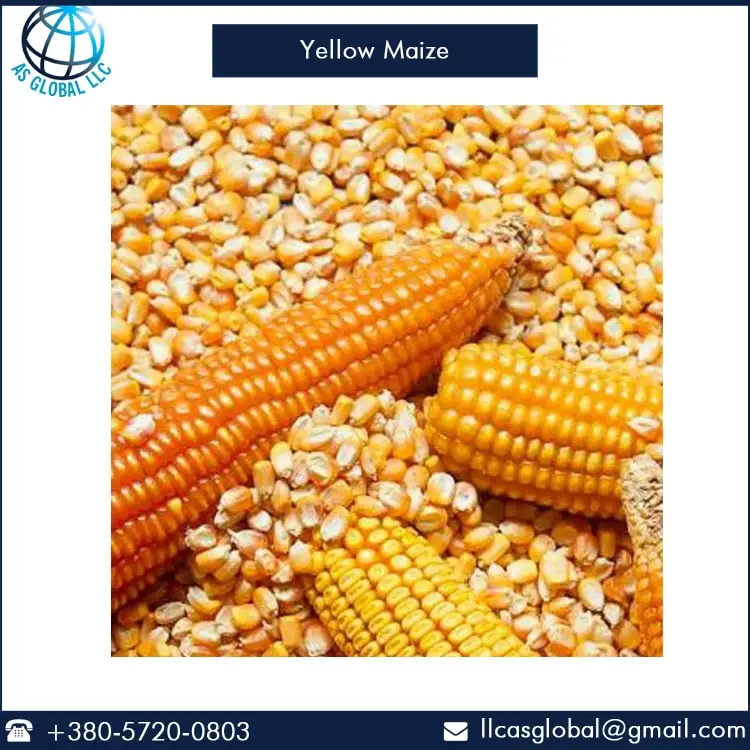 
Best Quality Yellow Corn Maize Supply in Bulk 