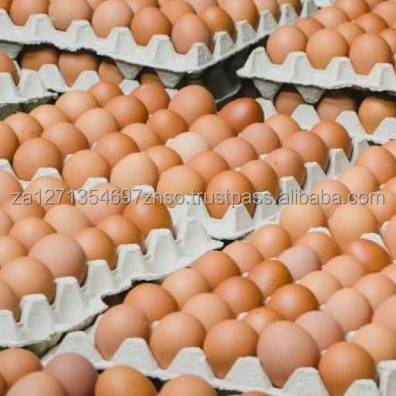 High Standard Best Quality Chicken Egg Fresh and Natural Egg Wholesale Price Animal Products Eggs
