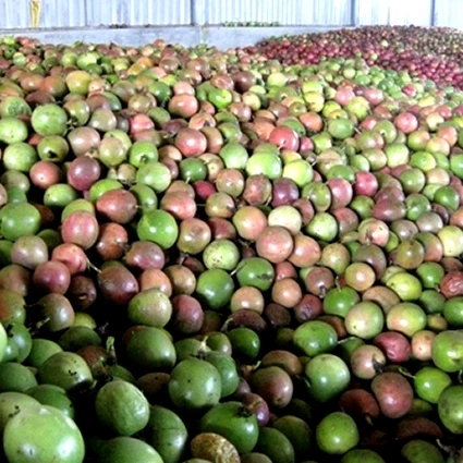 100% organic fresh passion fruit / Passion fruit water 2020 +84 845 639 639