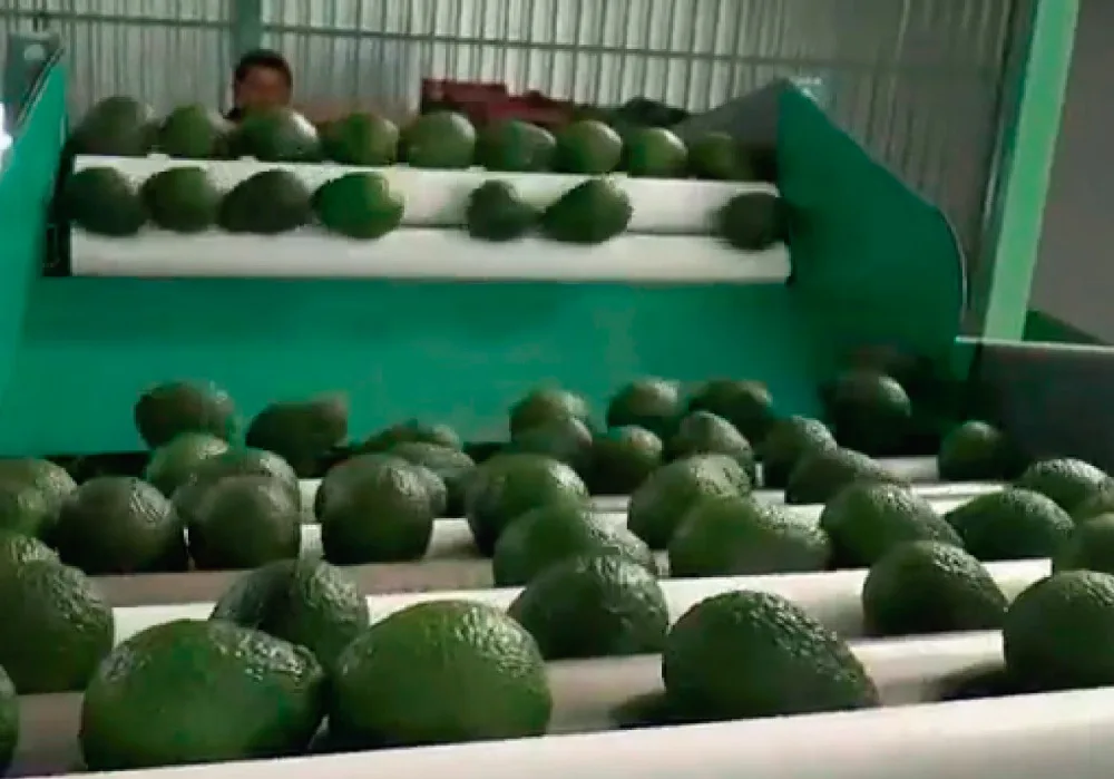 
Fresh Hass Avocado Fresh Fruit 