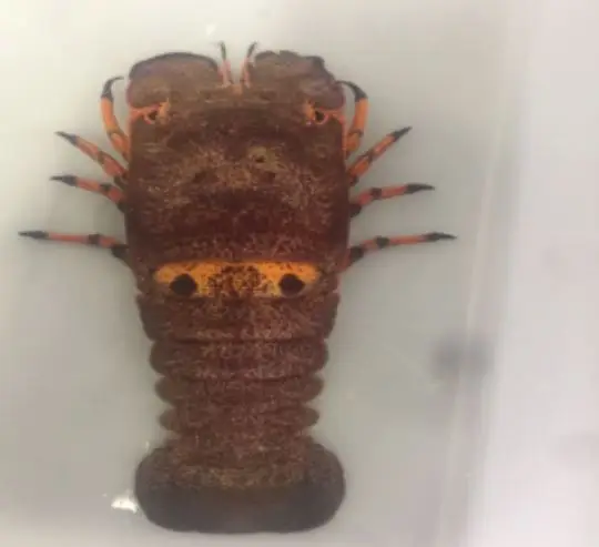 
SLIPPER LOBSTER 