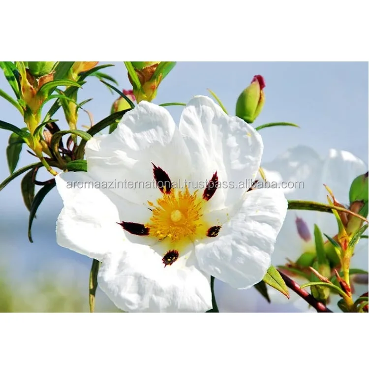 Available 100% Natural Online Labdanum Essential Oil in Bulk Quantity for Export to International Market