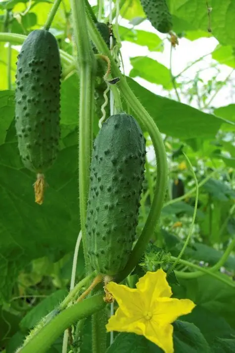 
LACTO-FERMENTED PICKLES/ CANNED DILL PICKLE RECIPE/ HEALTHY PICKLES 