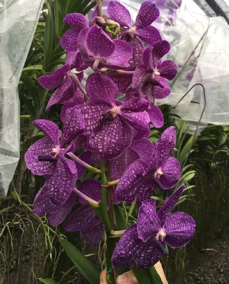 
Wholesale Thai Vanda Orchid Flower Pot Plants - Premium quality @ BEST Price Try Us!! 